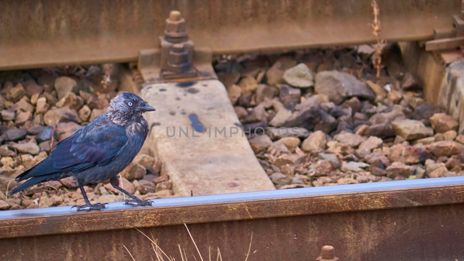 bird walks on rails. general plan