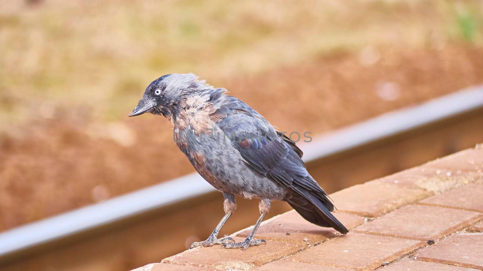 Black bird sits on the peron of the station. general plan