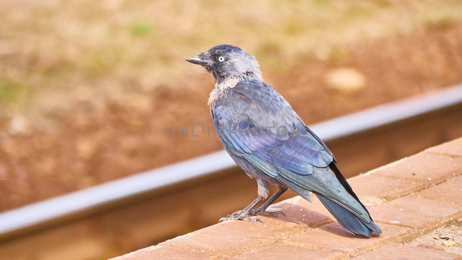 Black bird sits on the peron of the station. general plan