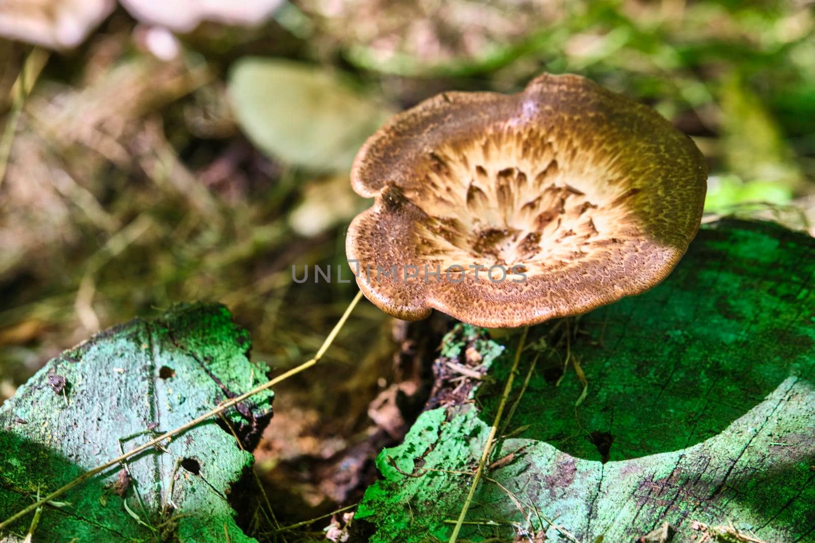 Beautiful closeup of forest mushrooms. Gathering mushrooms. Mushrooms photo, forest photo, forest background color by lempro