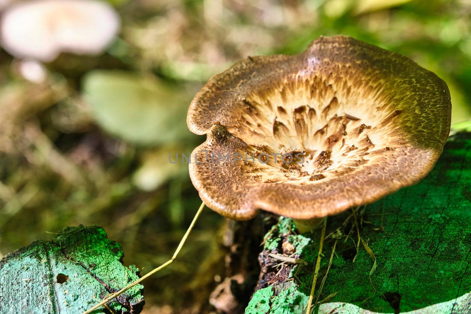 Beautiful closeup of forest mushrooms. Gathering mushrooms. Mushrooms photo, forest photo, forest background color by lempro