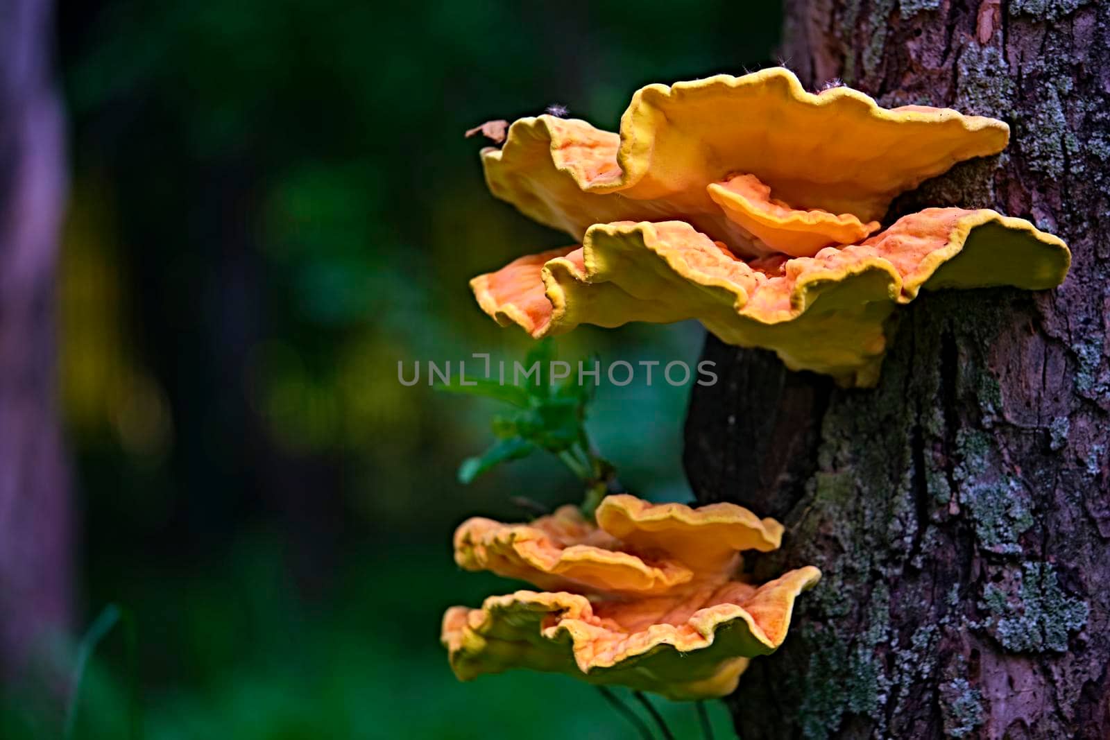 Chaga mushroom Inonotus obliquus on the trunk of a tree . Closeup. Bokeh background