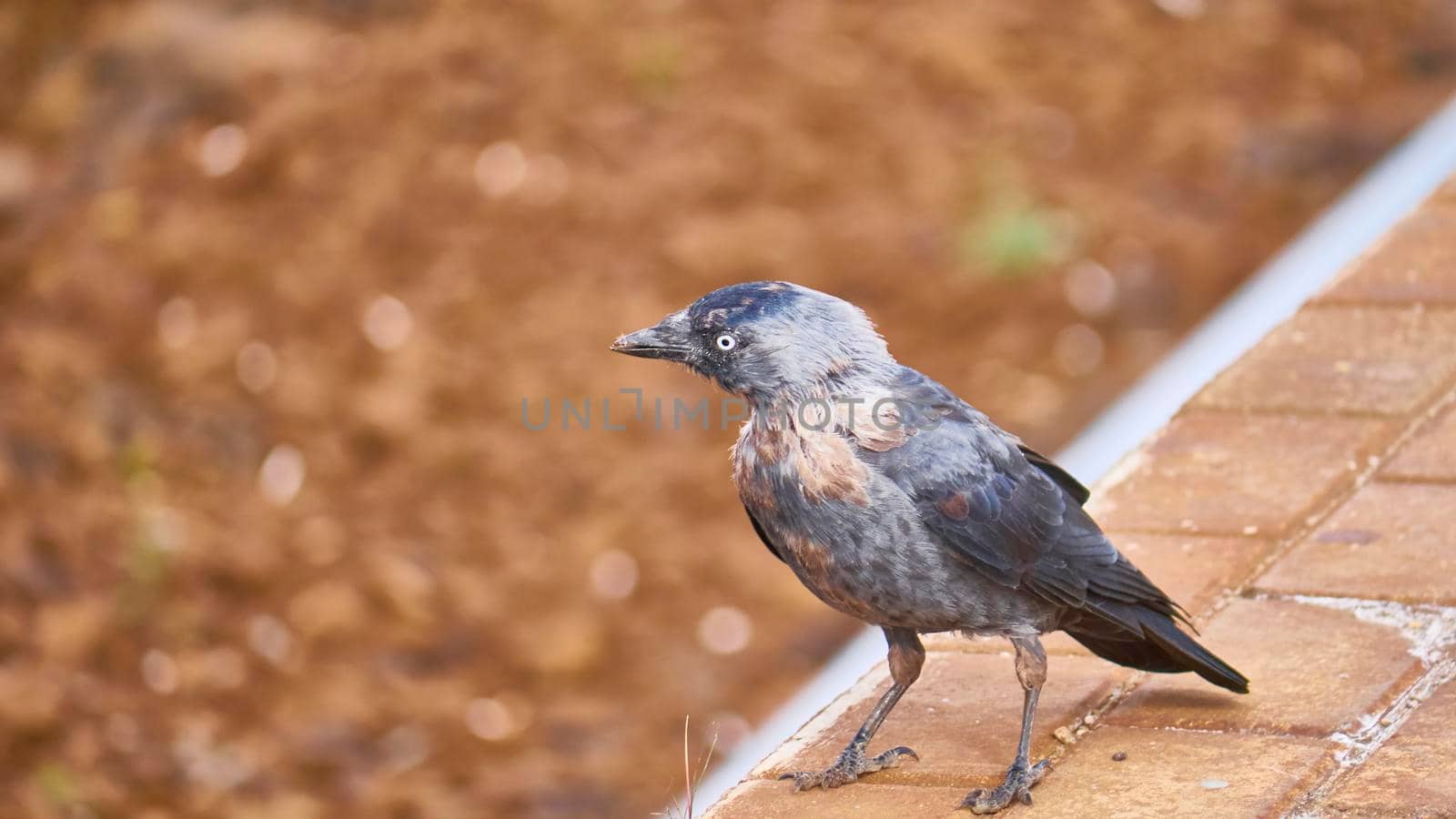 Black bird sits on the peron of the station. general plan. color by lempro