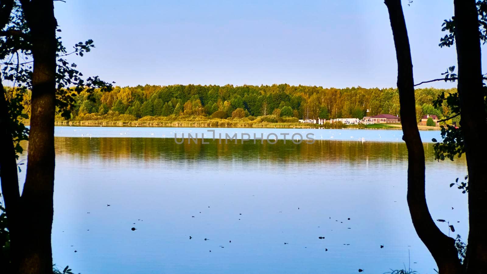 birds swim in the pond against the backdrop of the autumn forest