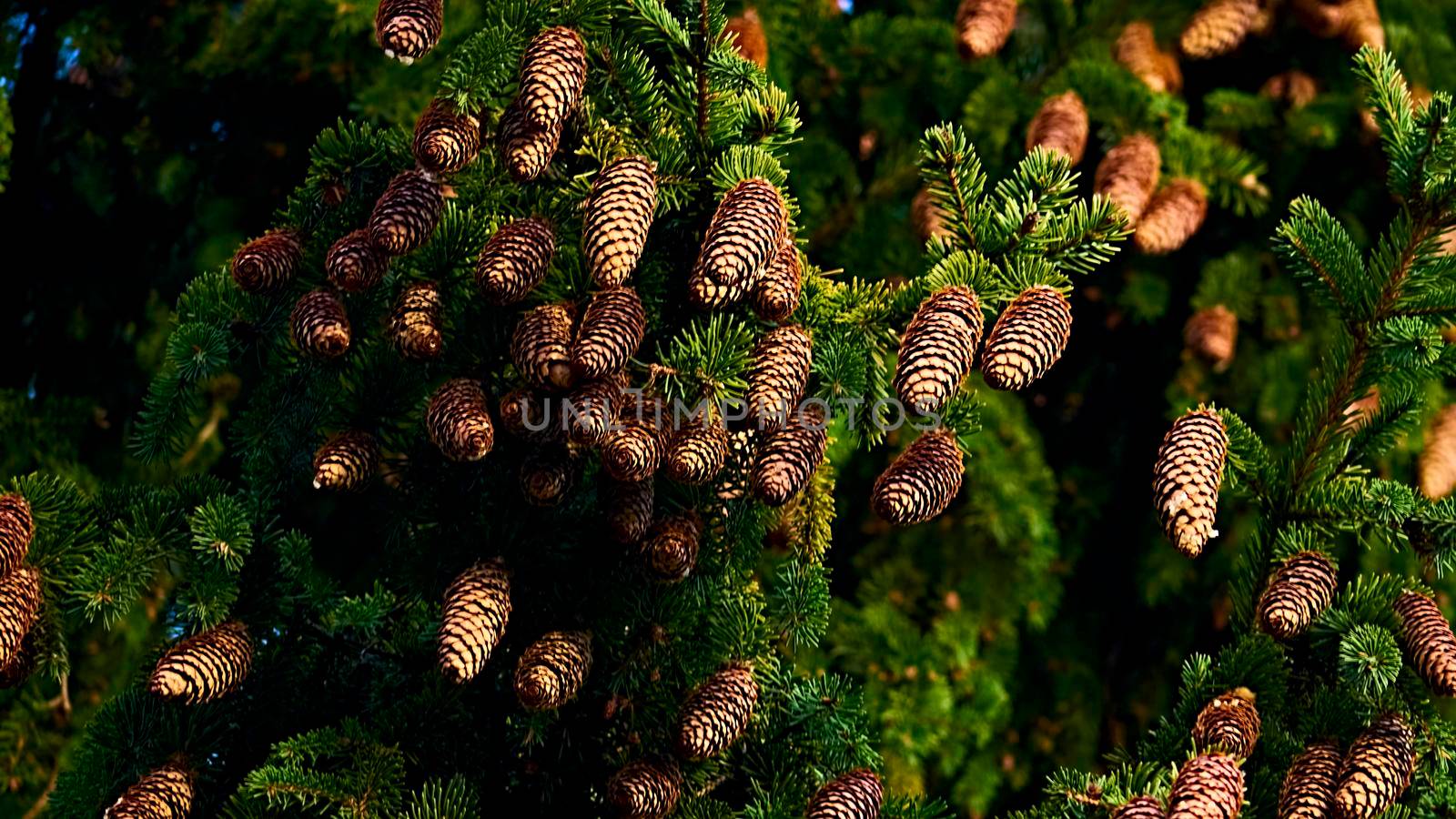 Branches ate with cones. The background of the Christmas card.