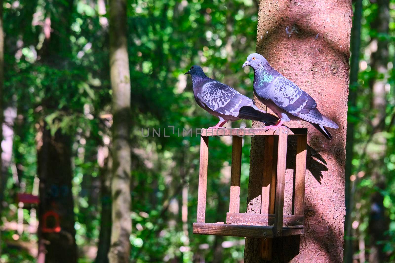 bird feeder in the city park. general plan. color by lempro