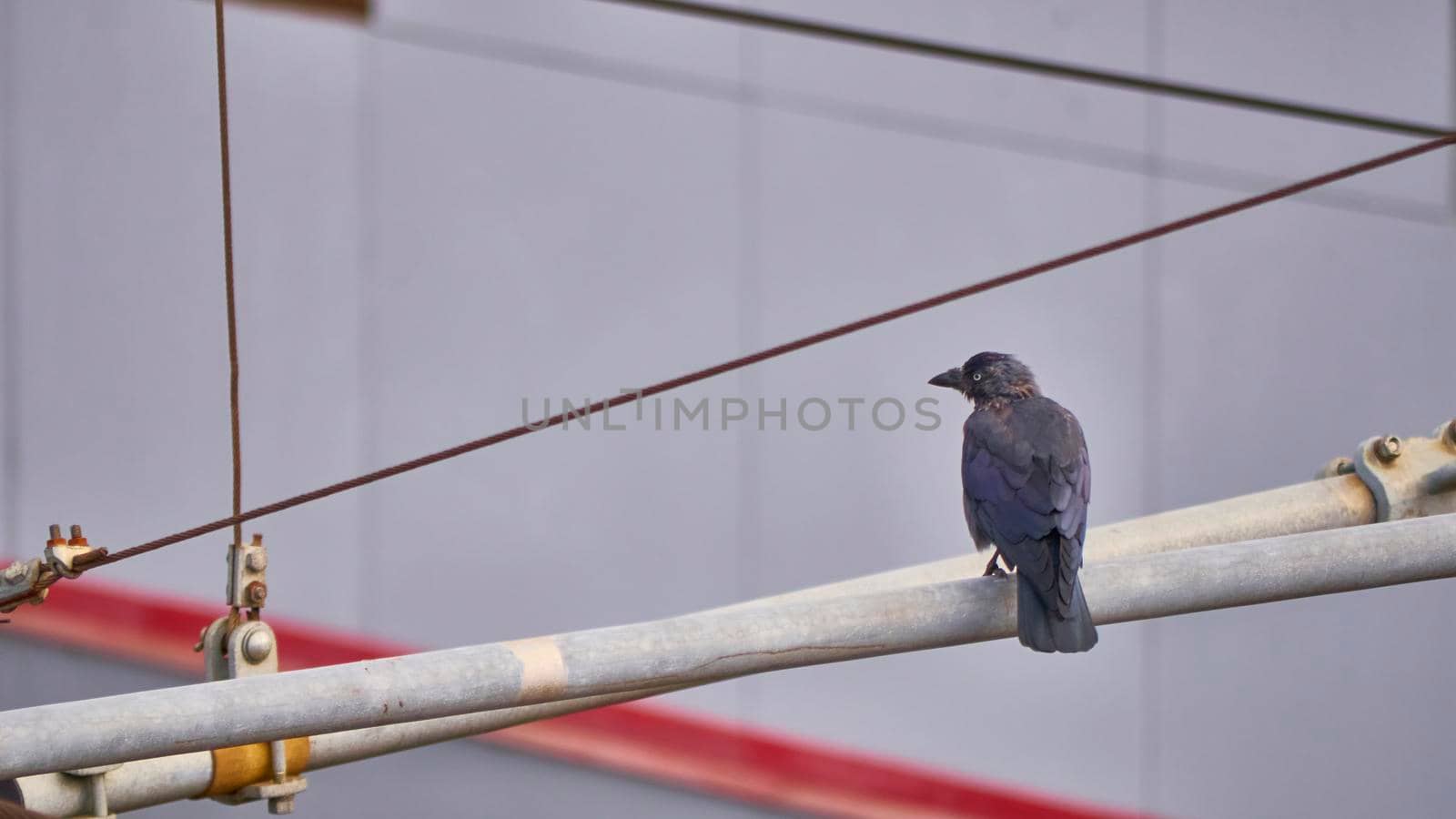 birds sit on iron beams. color