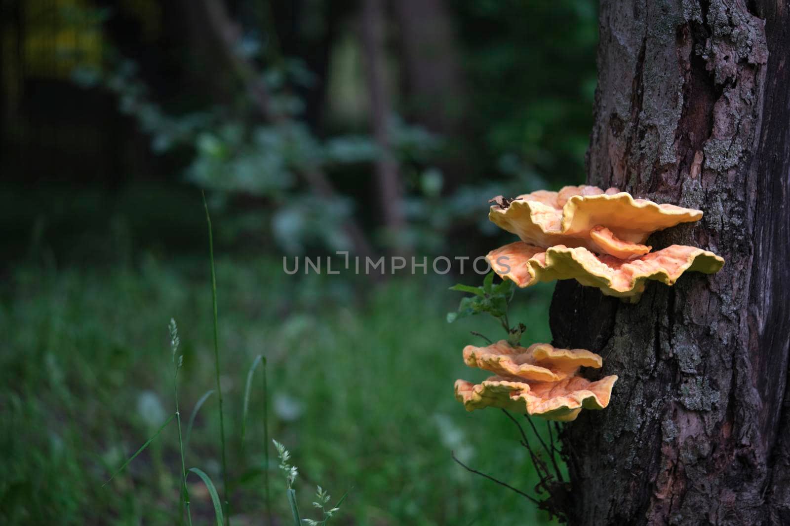 Chaga mushroom Inonotus obliquus on the trunk of a tree . Closeup. Bokeh background. color by lempro