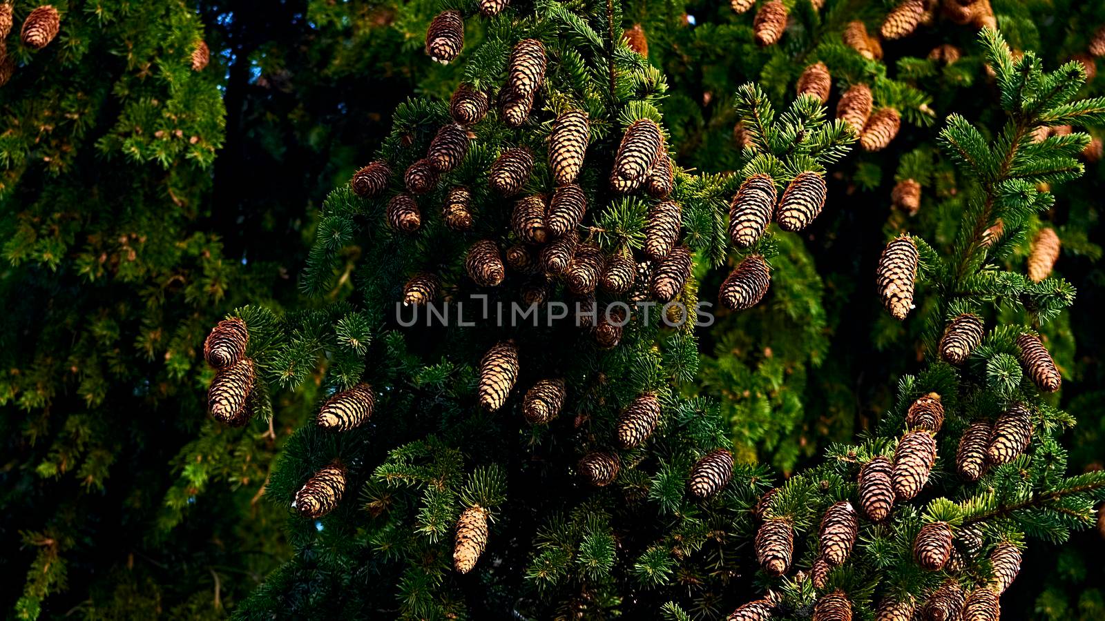 Branches ate with cones. The background of the Christmas card.