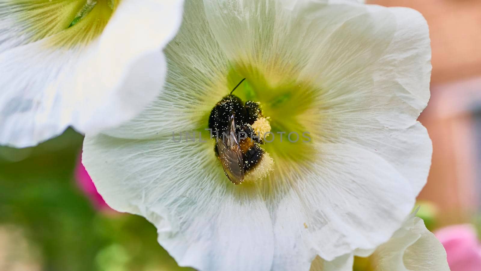 bumblebee collects pollen in flowers. close up