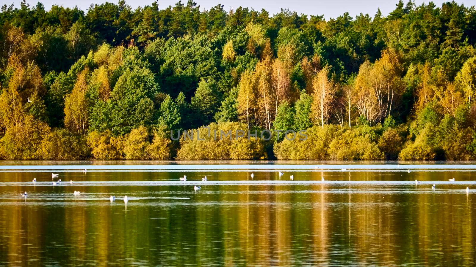 birds swim in the pond against the backdrop of the autumn forest