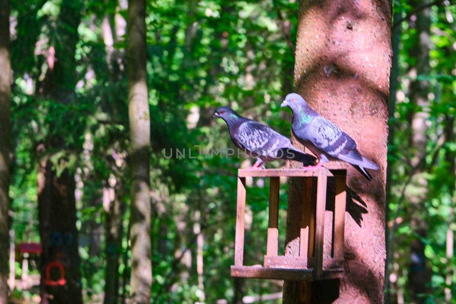 bird feeder in the city park. general plan