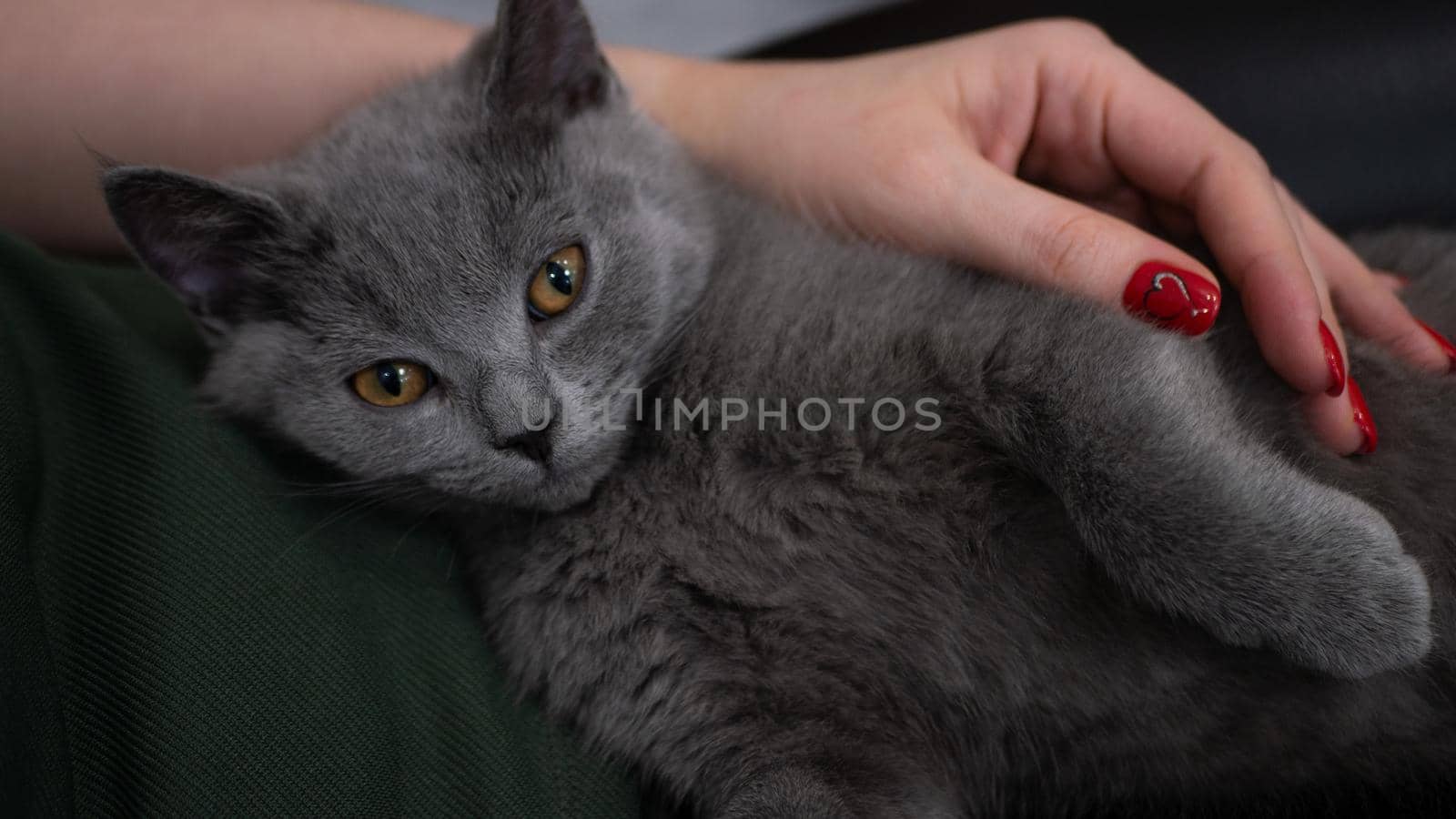 British cat, portrait kitten on a colored background