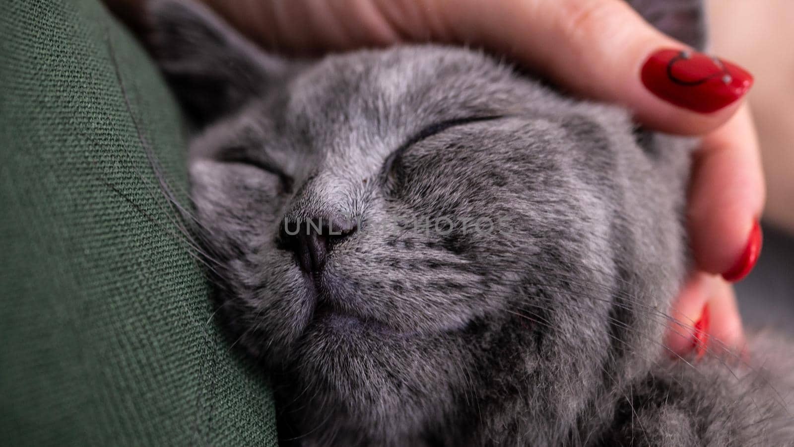 British cat, portrait kitten on a colored background