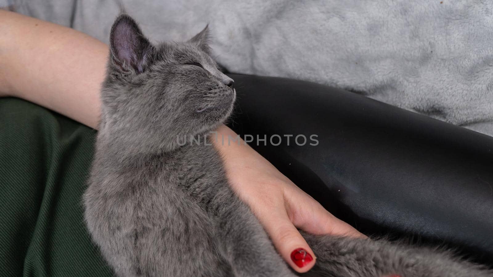 British cat, portrait kitten on a colored background