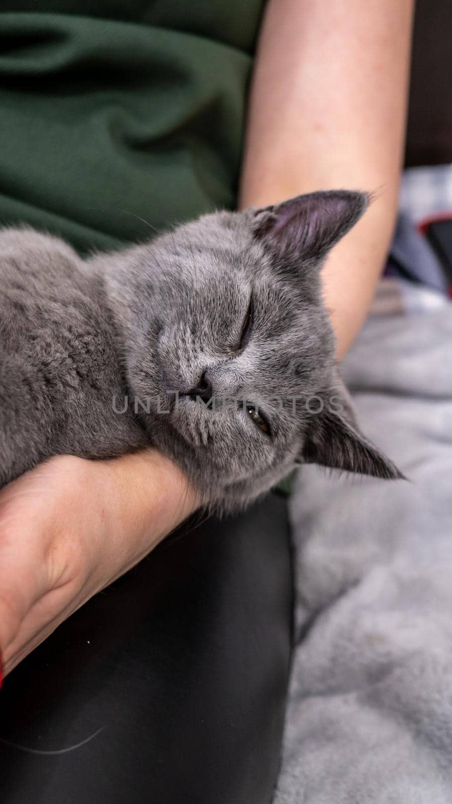 British cat, portrait kitten on a colored background