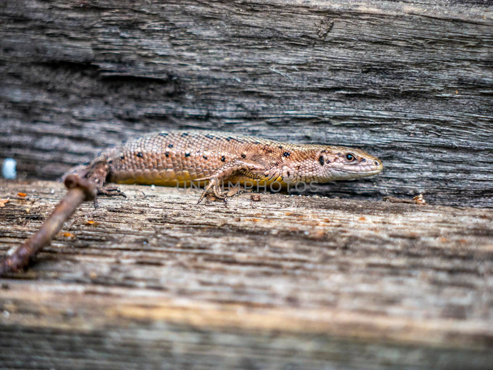 A small lizard with a tail basks in the sun in the summer sitting on wooden boards in the park. nature light