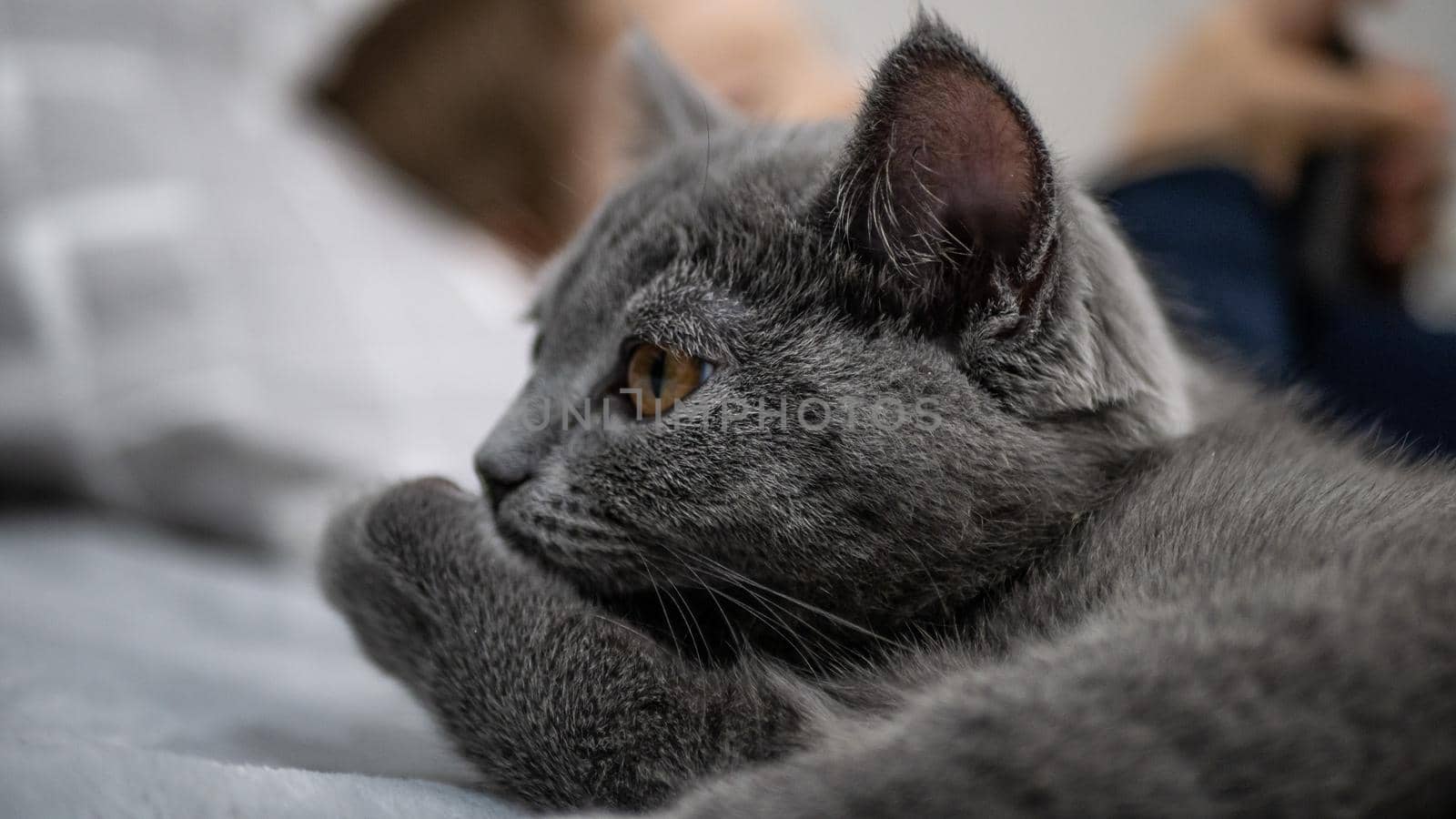 British cat, portrait kitten on a colored background