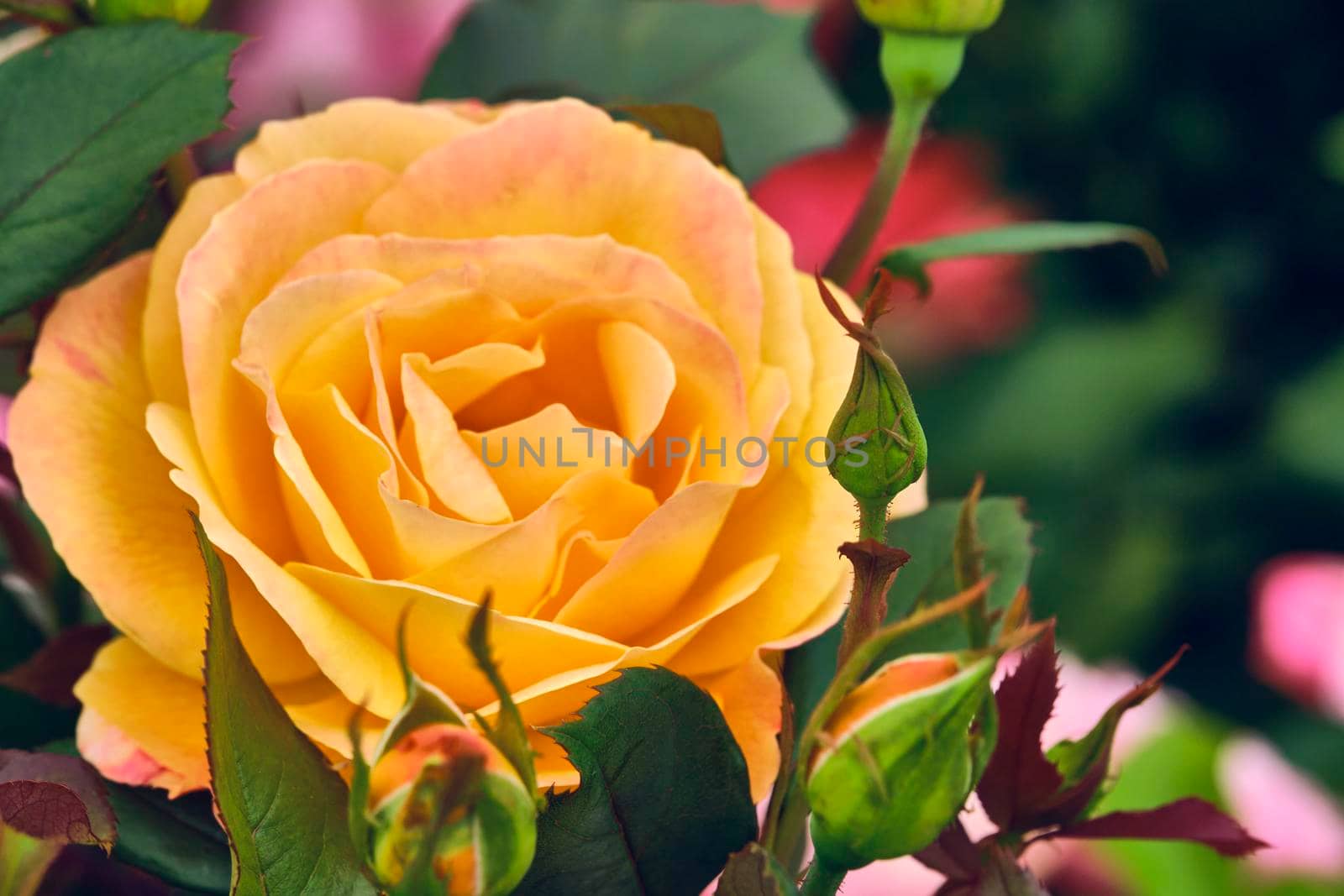 delicate yellow flower close-up. color