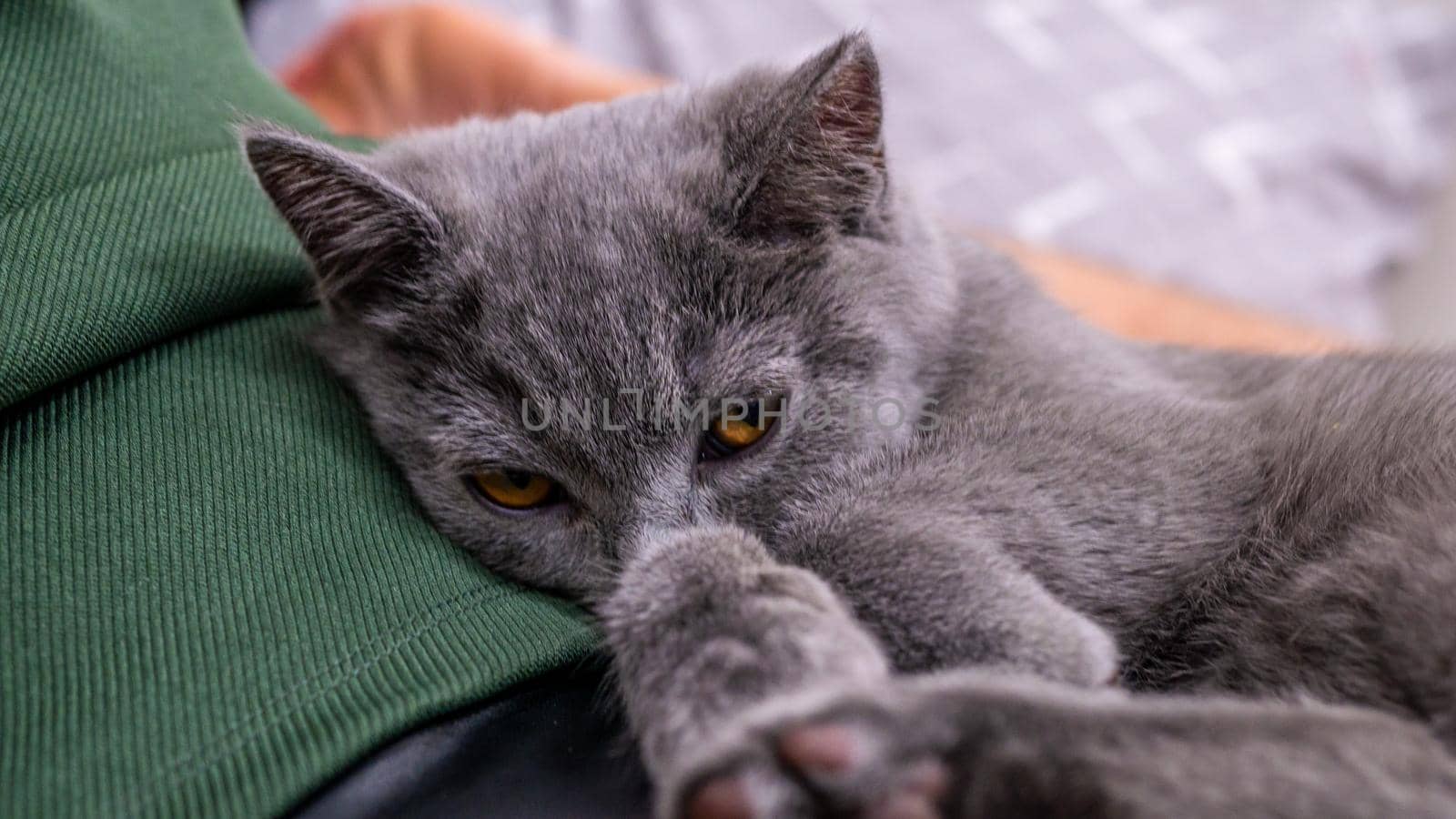 British cat, portrait kitten on a colored background