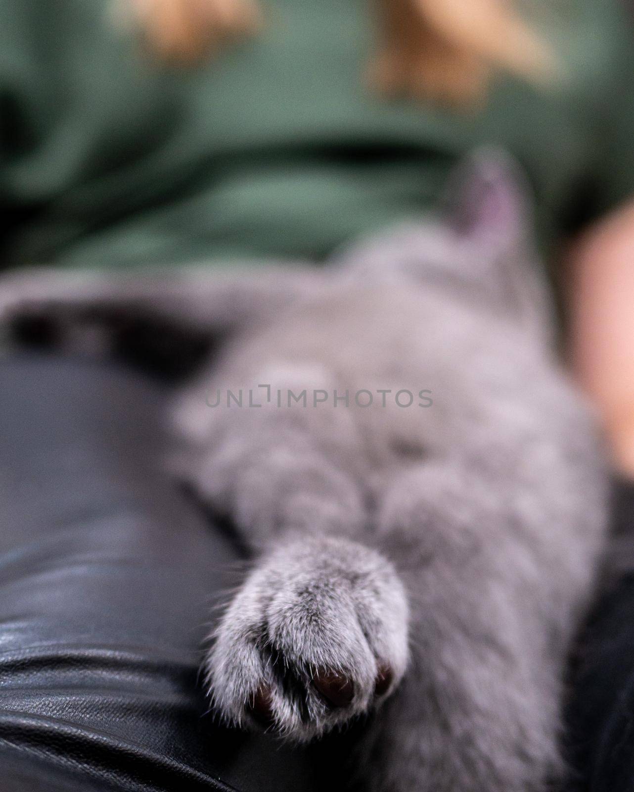 cat's paws in macro. selective focus. blur background. color