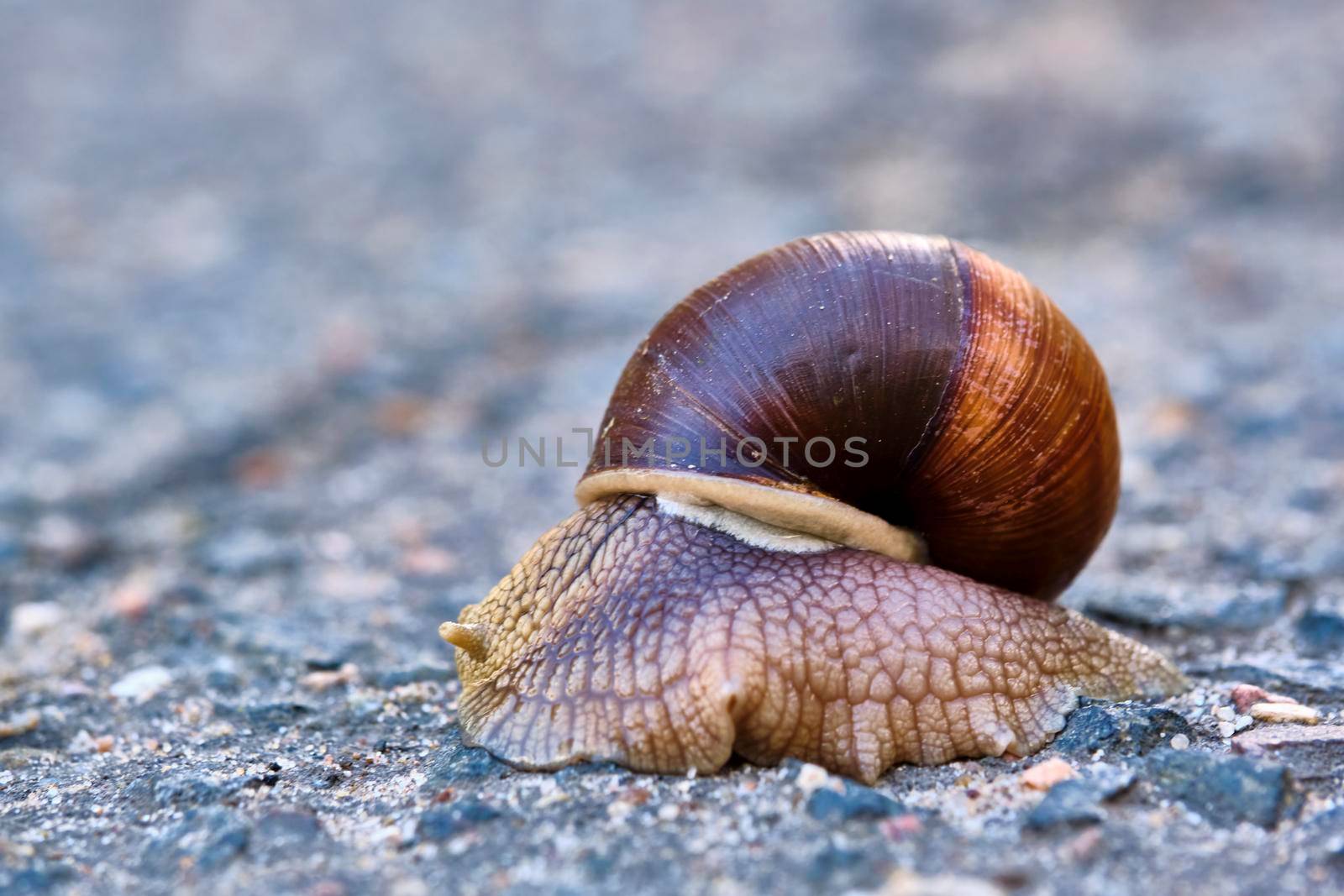 snail with a brown shell crawls on the asphalt