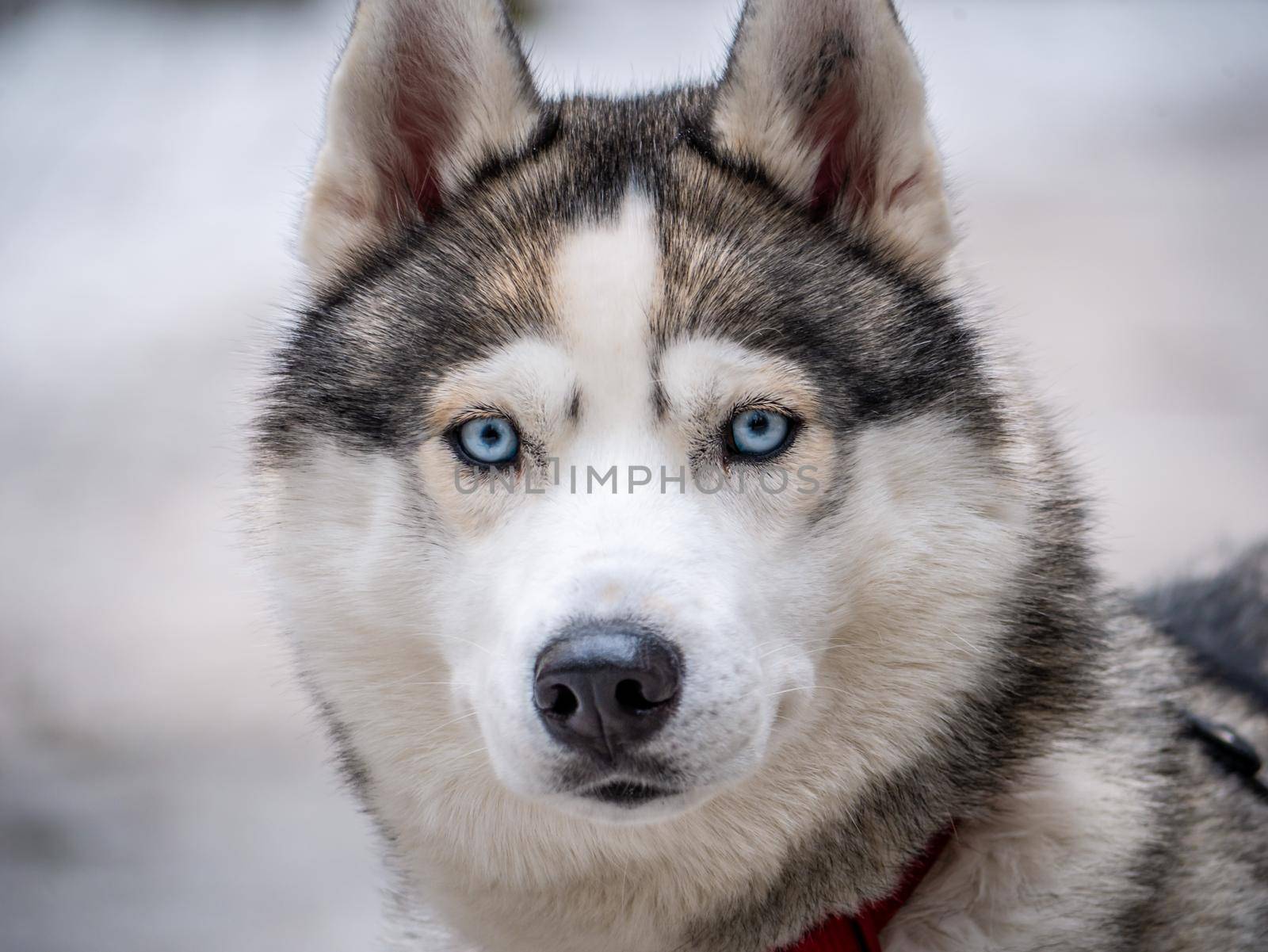 Close up blue-eyed Gray Adult Siberian Husky Dog portrait