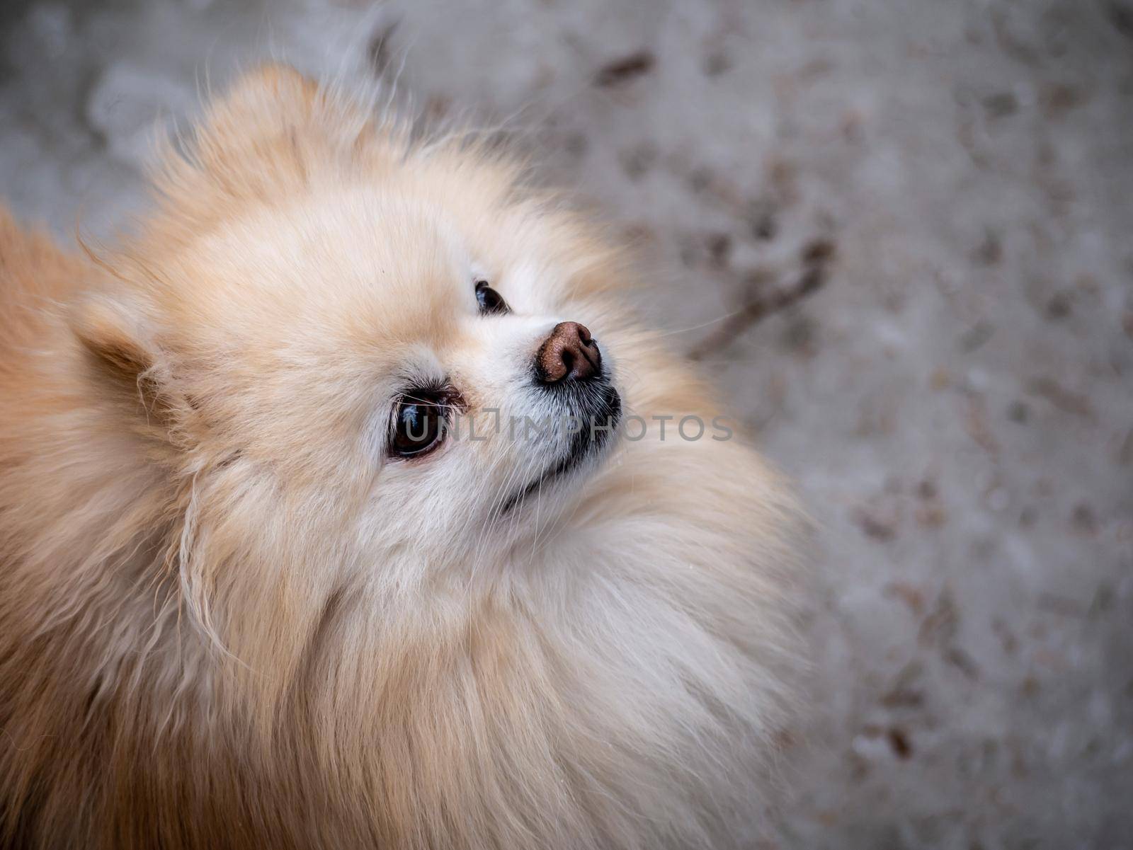 portrait of a dog of the Spitz breed. a pet looks at the owner. color