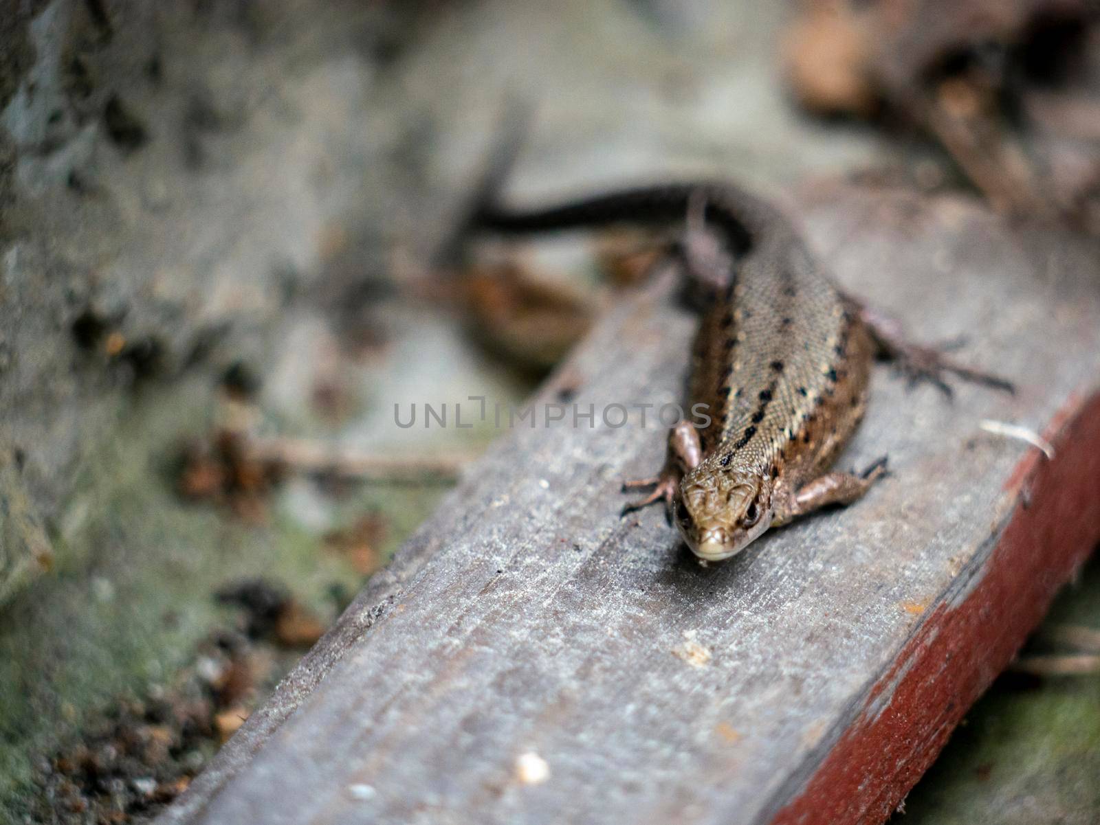 A small lizard with a tail basks in the sun in the summer sitting on wooden boards in the park. nature light