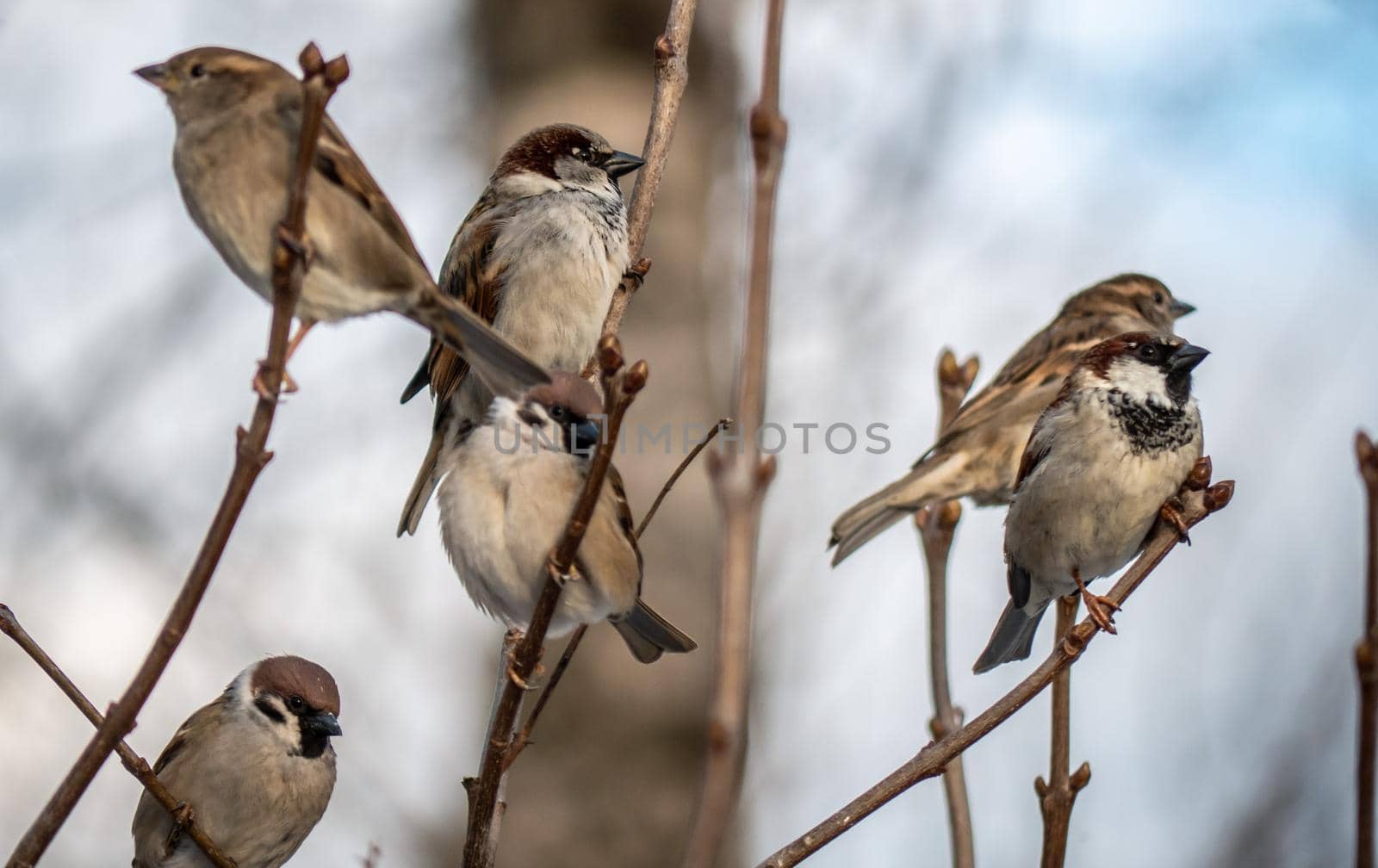 STREET brown sparrows perch on a branch, birds in the thick branches of an acacia tree. Wild and free nature. photo animalism. artistic blurring. low grip