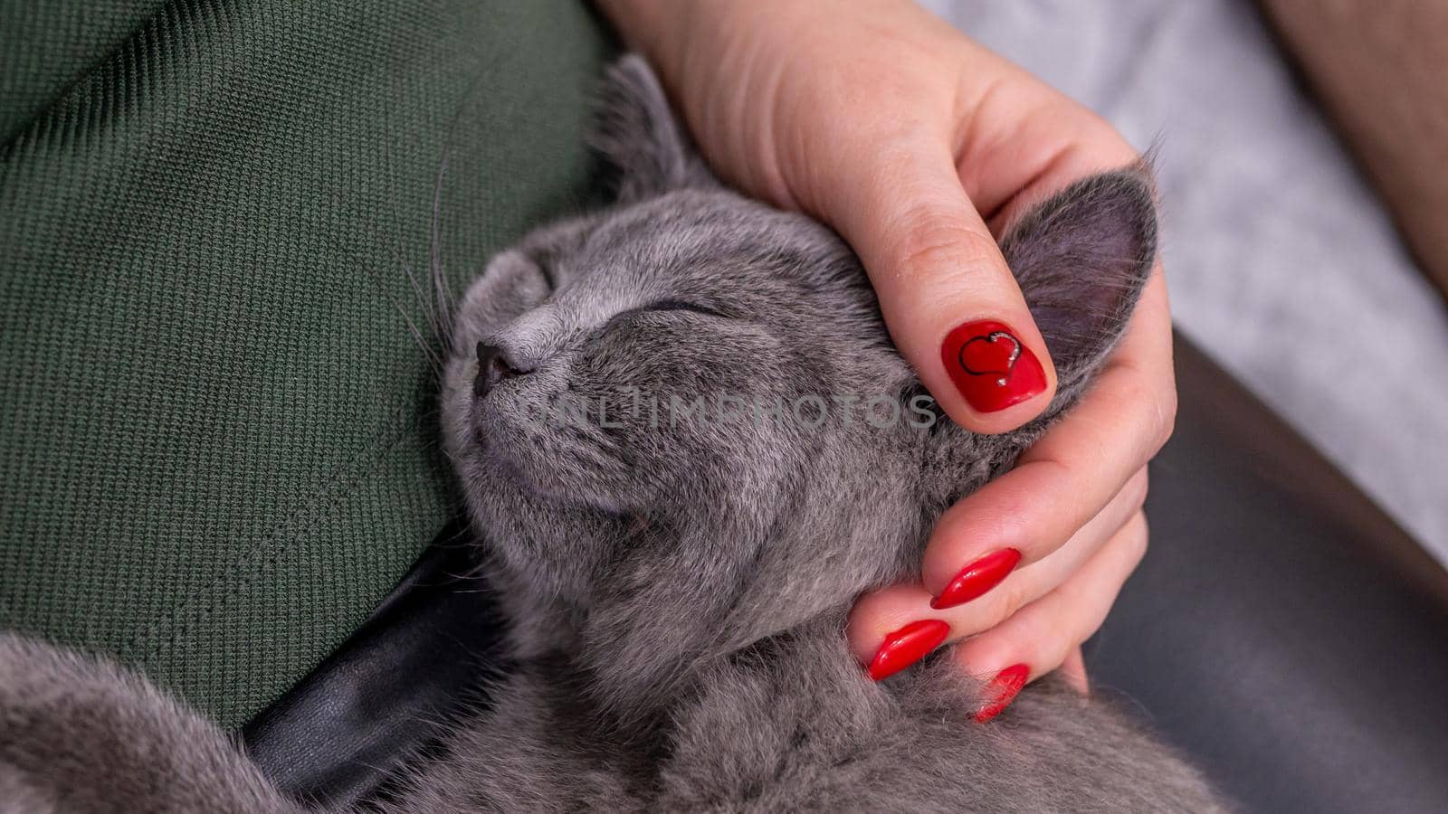 British cat, portrait kitten on a colored background