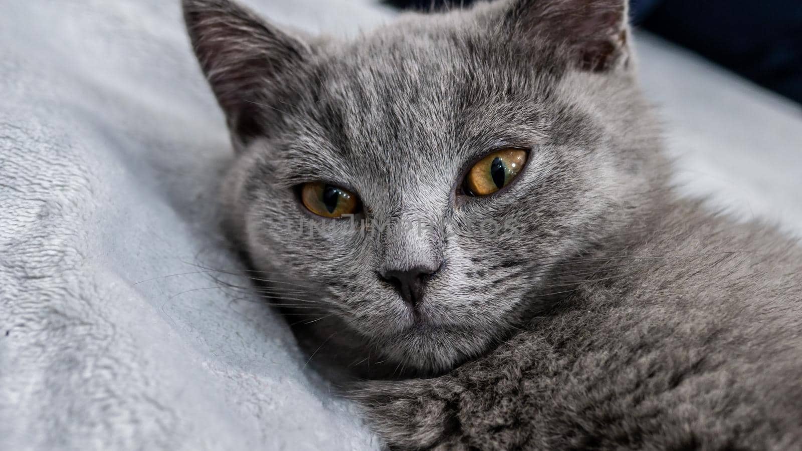 British cat, portrait kitten on a colored background