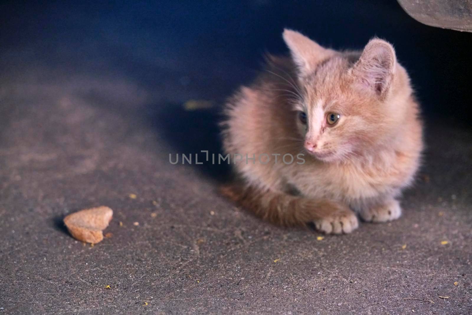 Homeless kitten sits under a car. general plan.