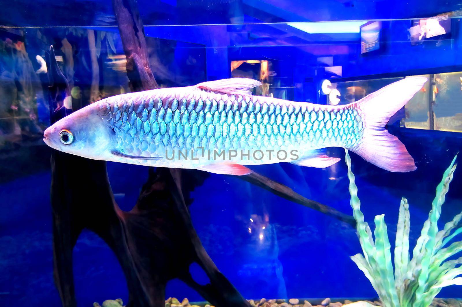 Red-finned cigar shark in fish tank. Cigar shark, Mad fish. Freshwater Sharks. Leptobarbus rubripinna. Thailand, Laos, Cambodia, Vietnam.