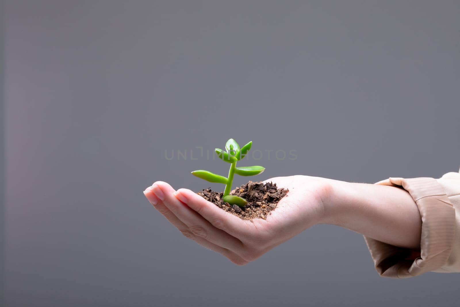 Close up of caucasian businesswoman holding plant seedling, isolated on grey background. business, technology, communication and growth concept.