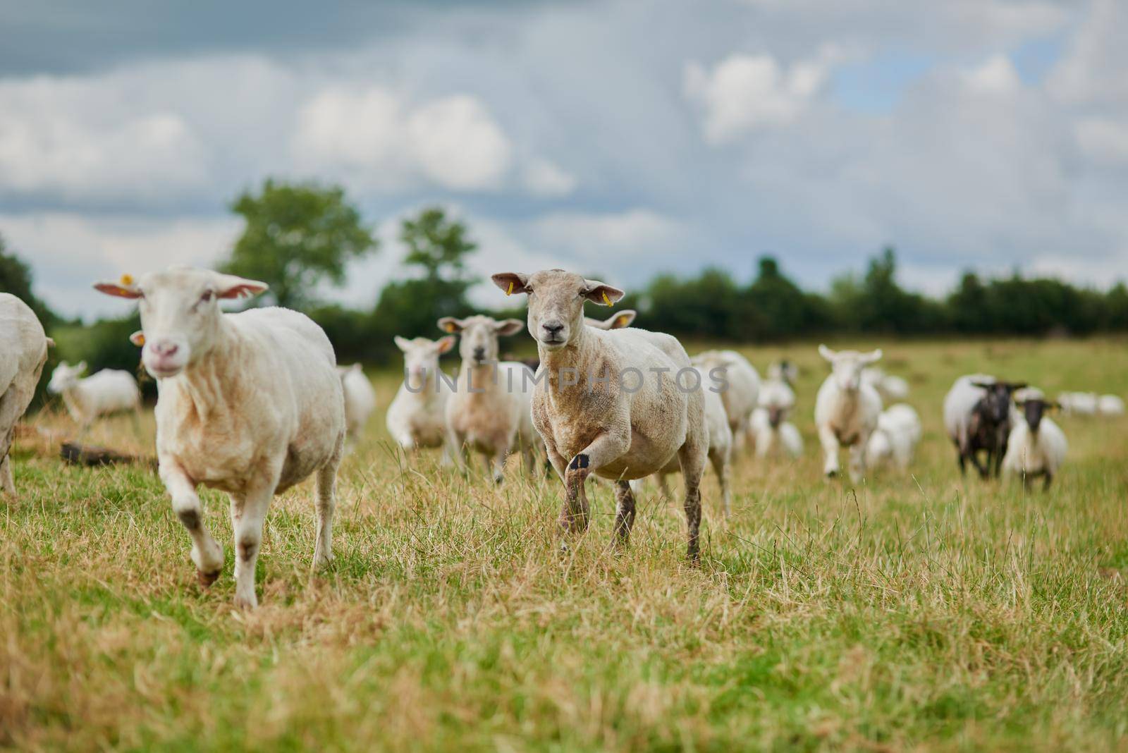 Shot of a herd of sheep running quickly in one direction outside on a farm.