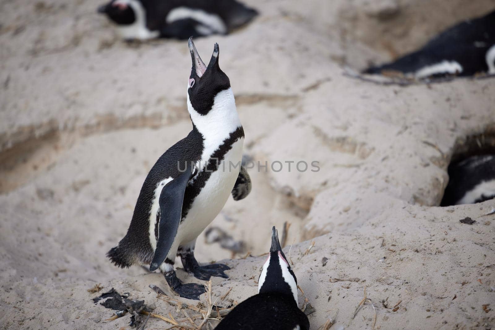 Shot of penguins perched on a rock at Boulders Beach in Cape Town, South Africa.