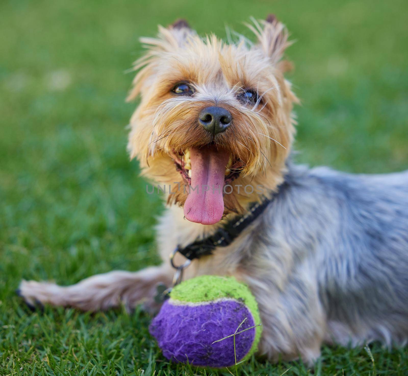 Cropped shot of a Yorkshire Terrier lying on the grass in the garden with his ball during the day.