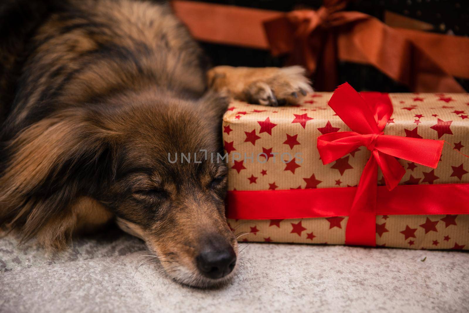 Close-up frame of sleeping dog right next to Christmas presents. A package with a red bow guarded by a lazy dog.