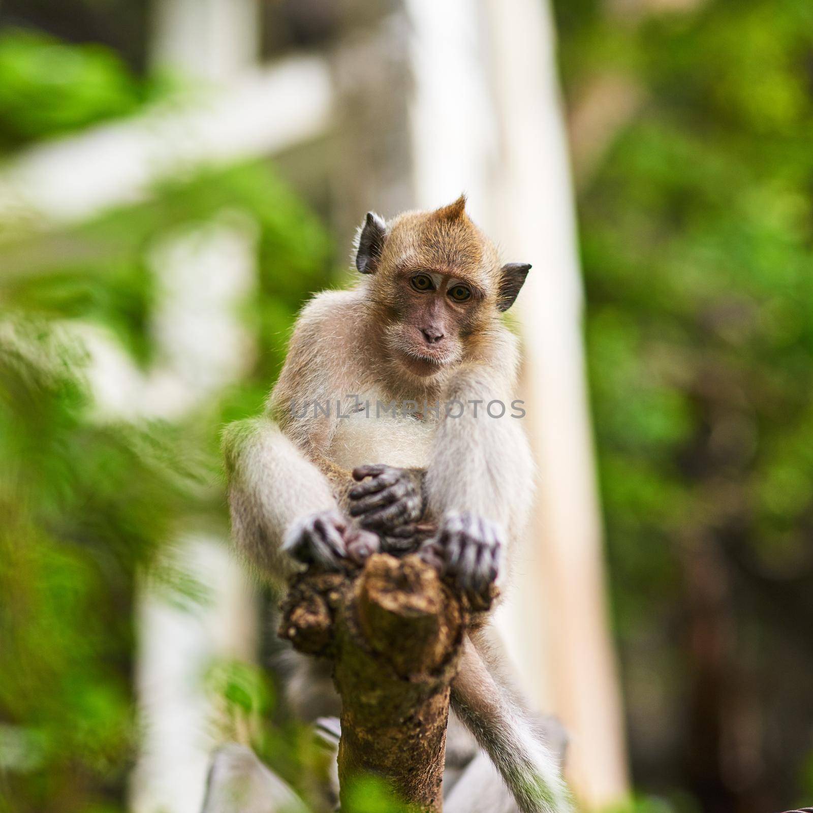 Shot of a little monkey sitting in a tree.