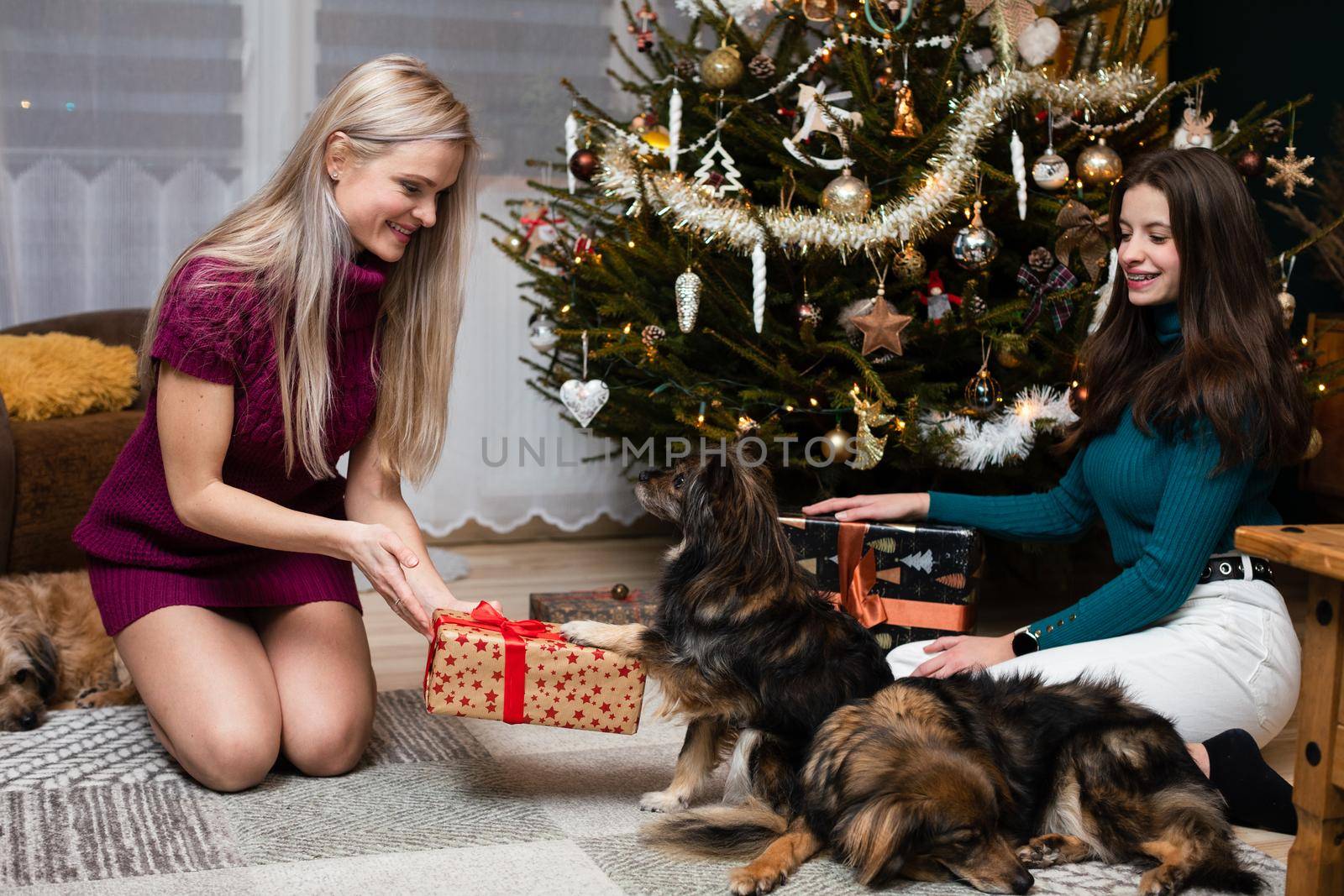 A dog receives a gift from a woman. Presenting gifts. Home Christmas atmosphere by the Christmas tree. The daughter is laughing.