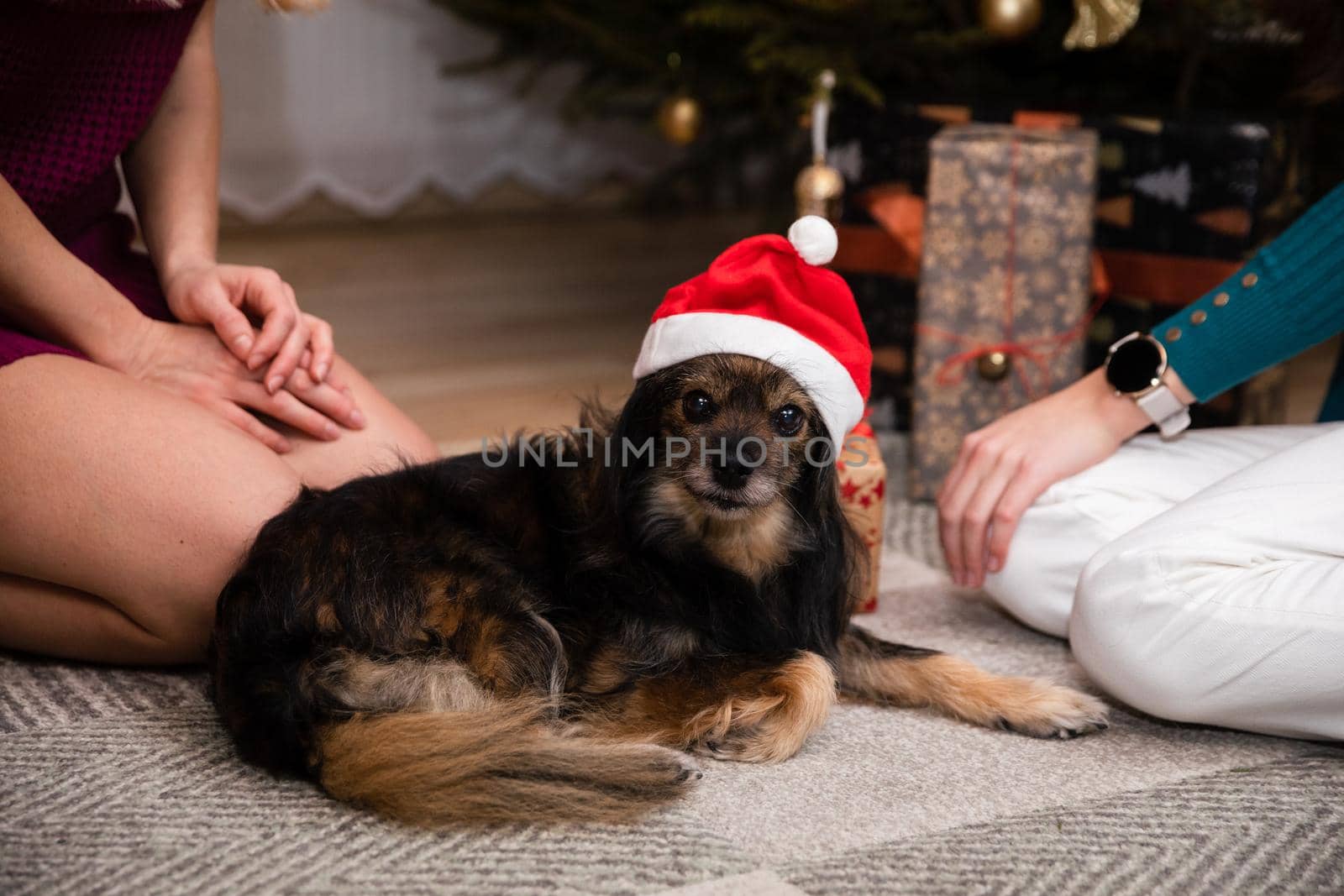 A shaggy dog lies under the Christmas tree in the living room dressed as Santa. Christmas. A mongrel dog.