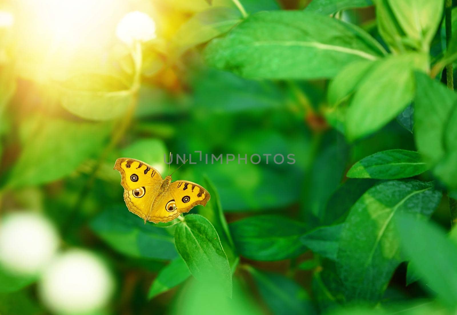 yellow butterfly fly over sun and bushes