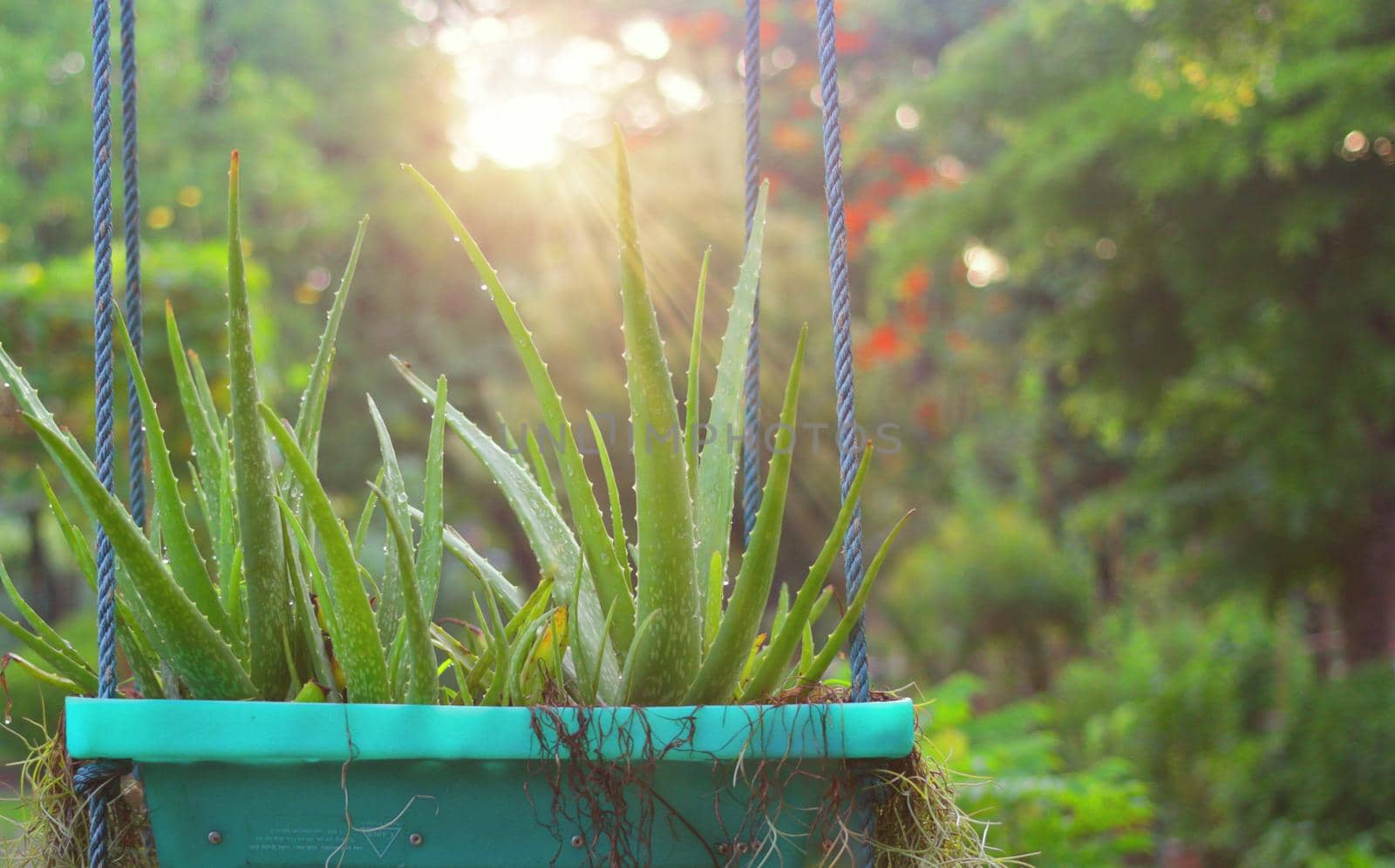 Aloe vera or herbal plant in hanging pot on garden view