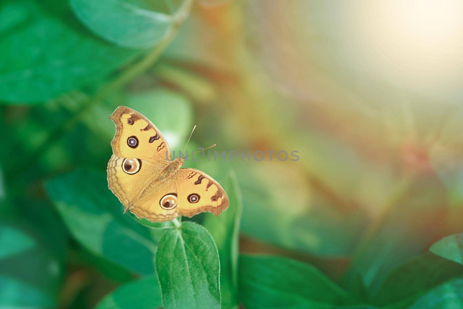 yellow butterfly fly over sun and bushes