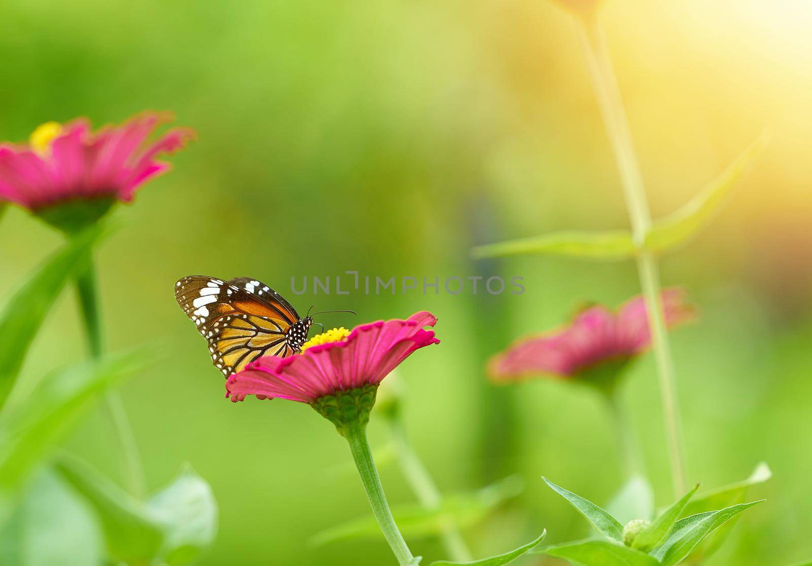 butterfly fly on flower with sun