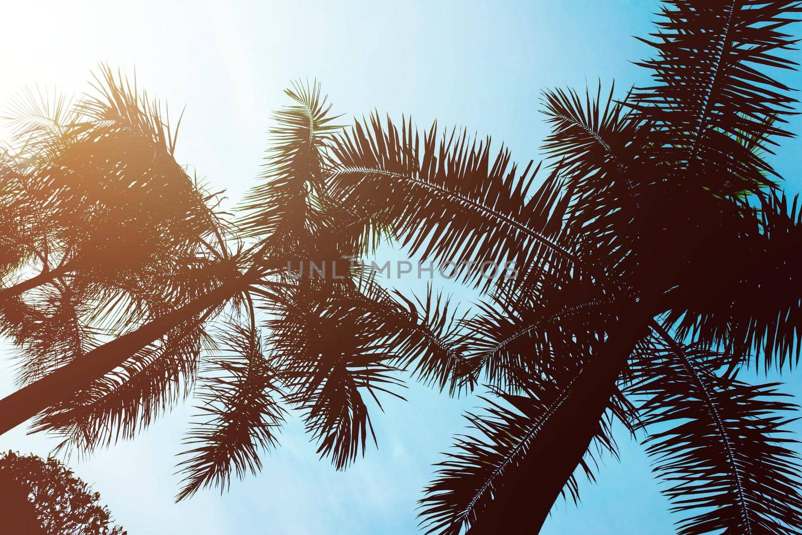 tropical palm with sunlight in summer
