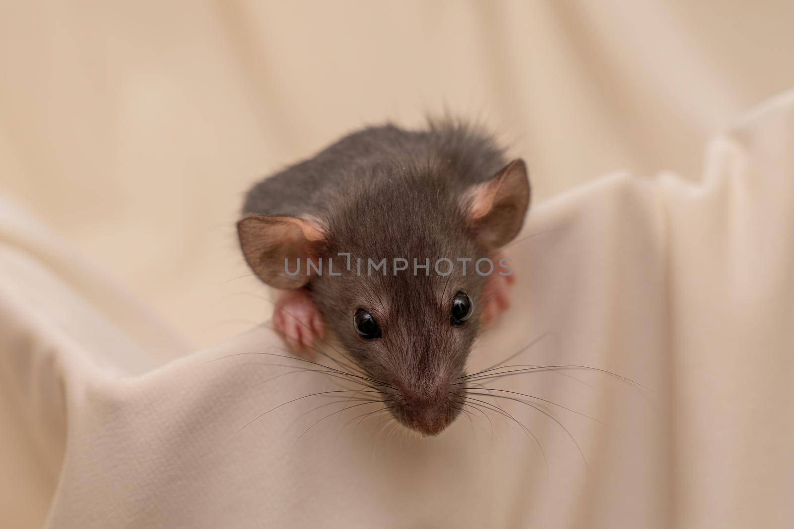 Head of gray little rat on white background.