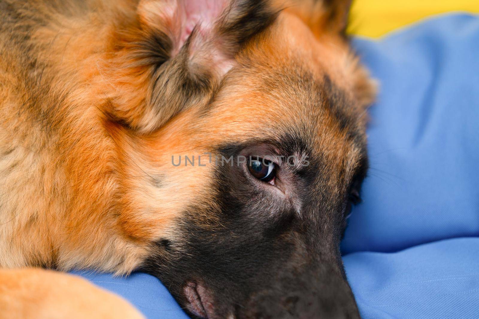 dog lying down on floor with love