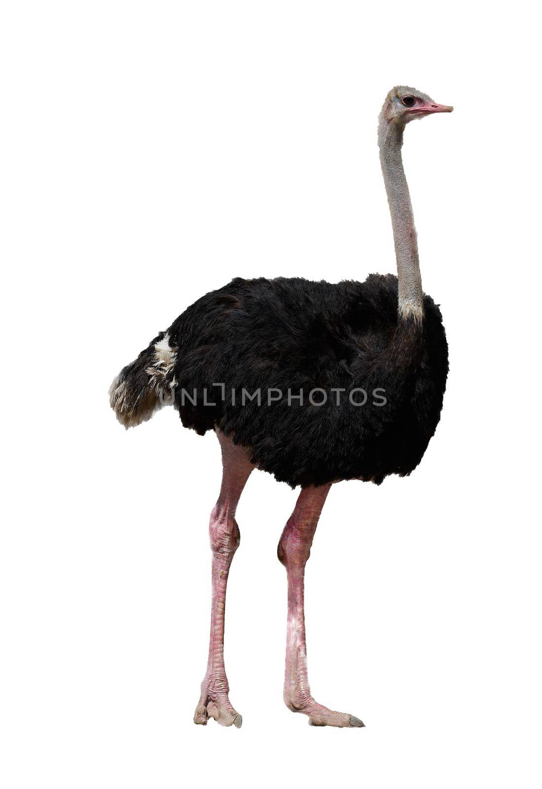 Ostrich in portrait full body side view on isolated white background by VacharapongW